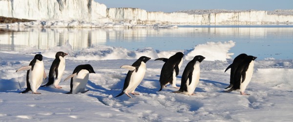 google-penguin-mise-a-jour