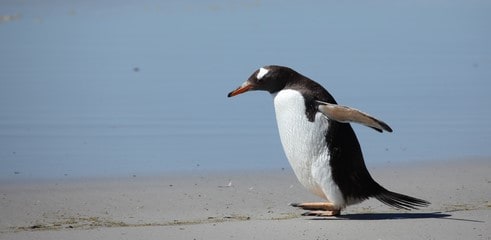 Non, Penguin 4.0 ne va pas désavouer tous les liens, mauvais comme bons, en cas de suspicion